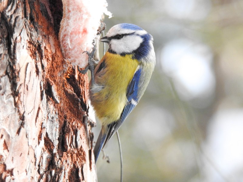 Лазоревка (cyanistes caeruleus)