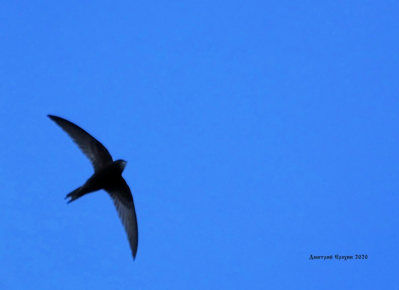 Common Swift