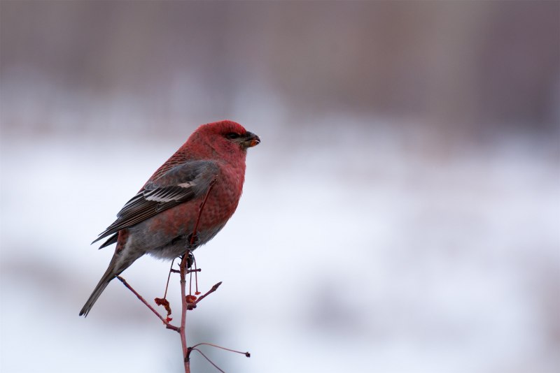 Pine Grosbeak птица