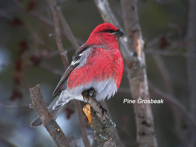 Животные Pine Grosbeak и Martten
