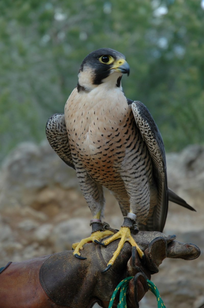 Сапсан Falco peregrinus