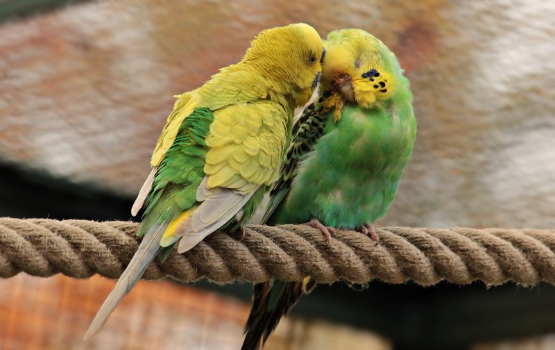 Budgerigar Австралия