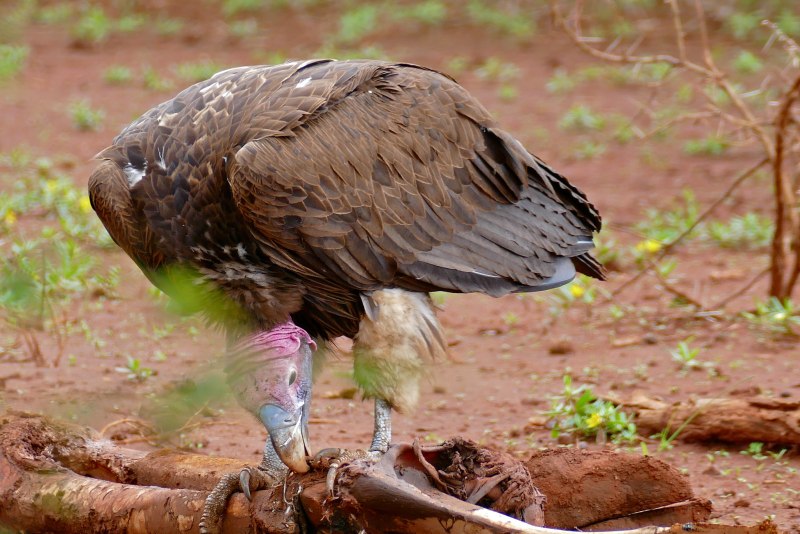 Lappeted faced Vulture