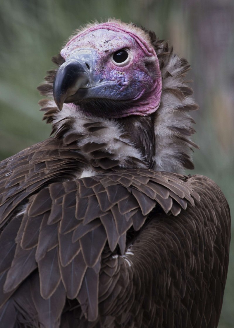 Lappet faced Vulture