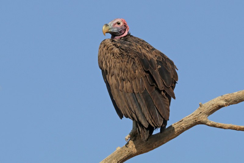 Torgos tracheliotus полет