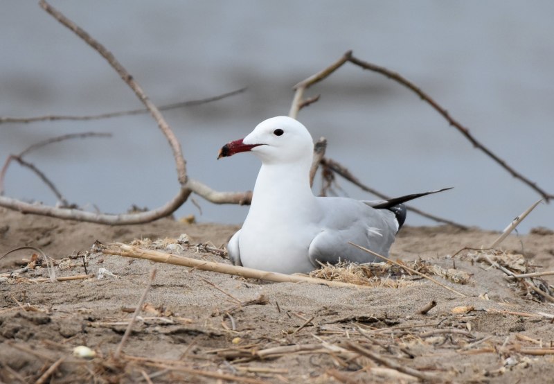 Audouin's Gull