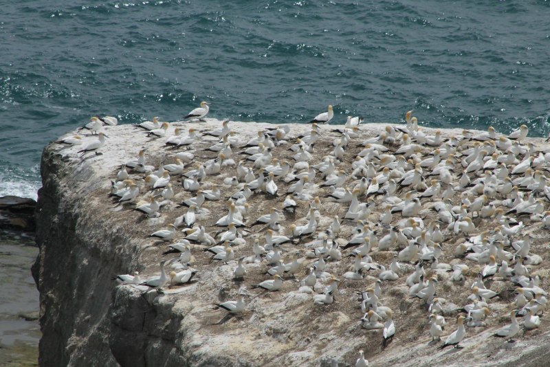 Птичьи базары Берингово море