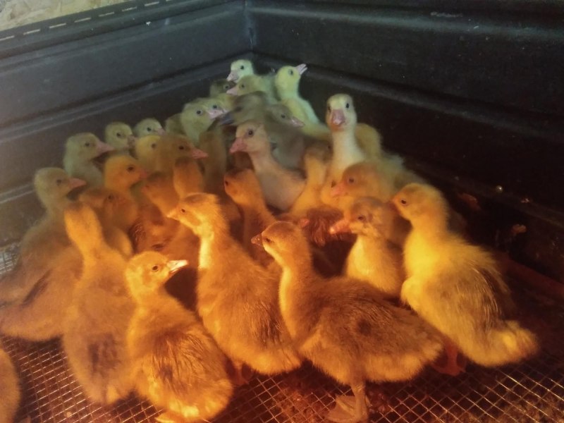 Трудности Goose
