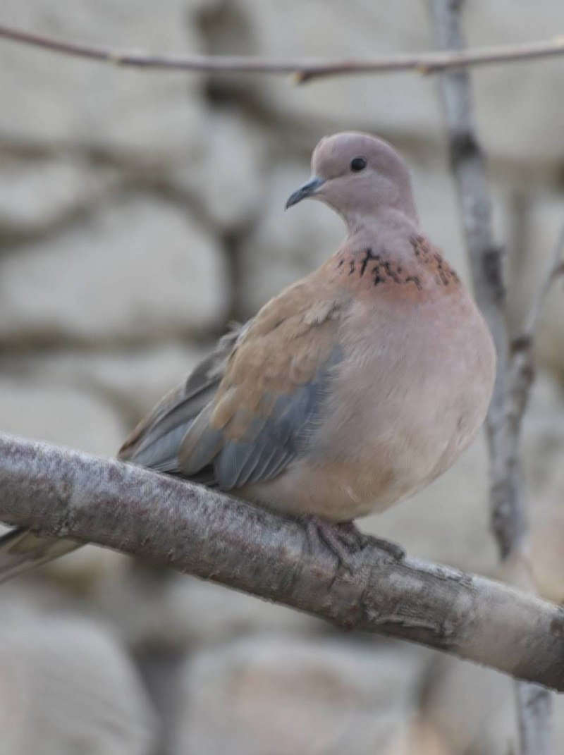 Малая Горлица Streptopelia senegalensis