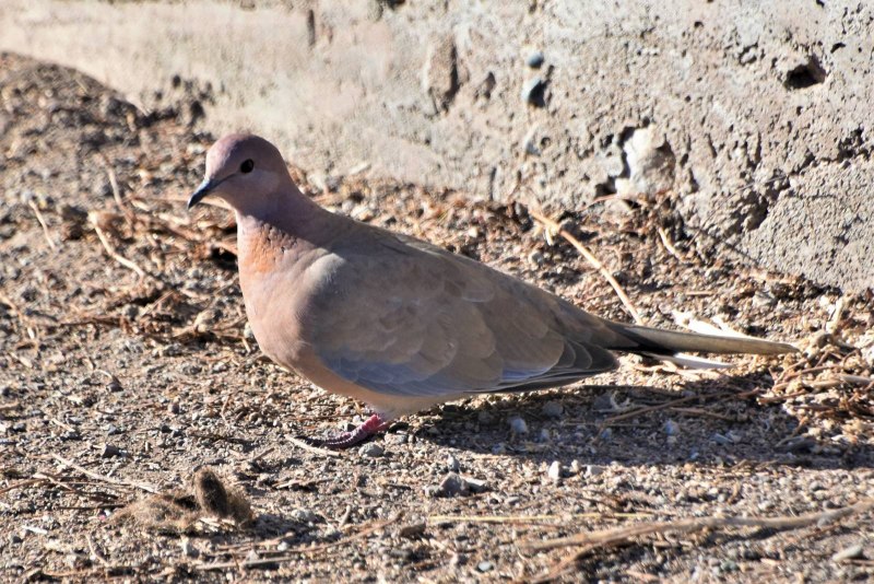 Малая Горлица Streptopelia senegalensis