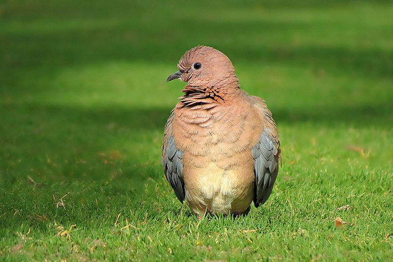 Streptopelia senegalensis