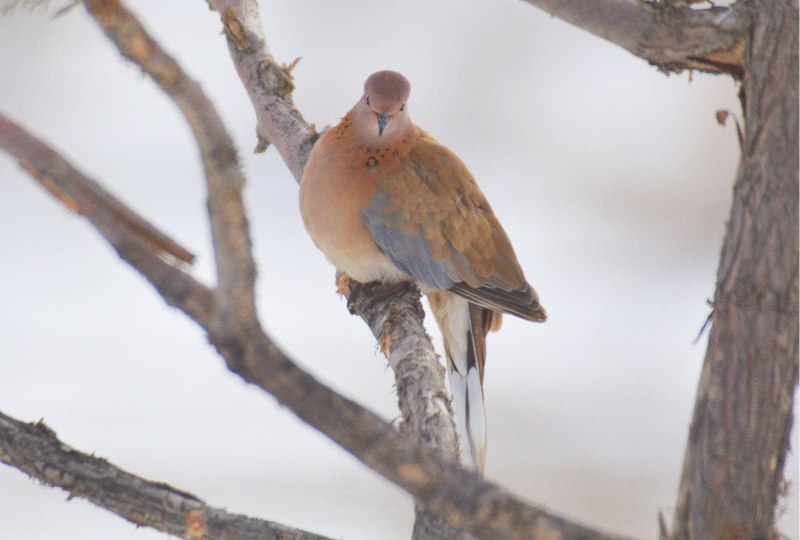 Јужноафриканская Горлица (Streptopelia capicola)