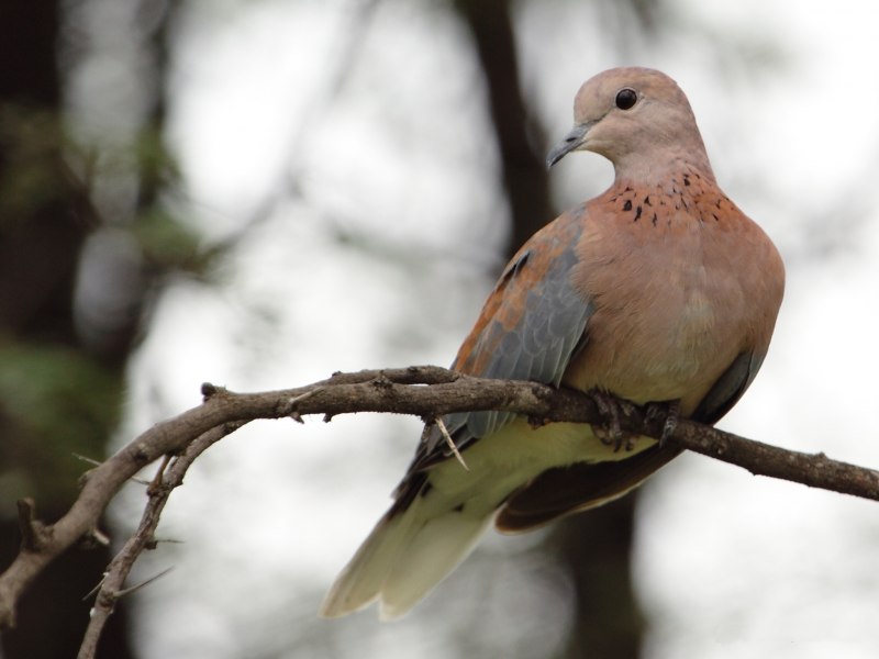 Малая Горлица Streptopelia senegalensis
