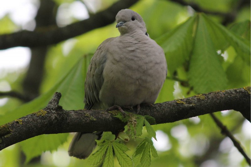 Малая Горлица Streptopelia senegalensis