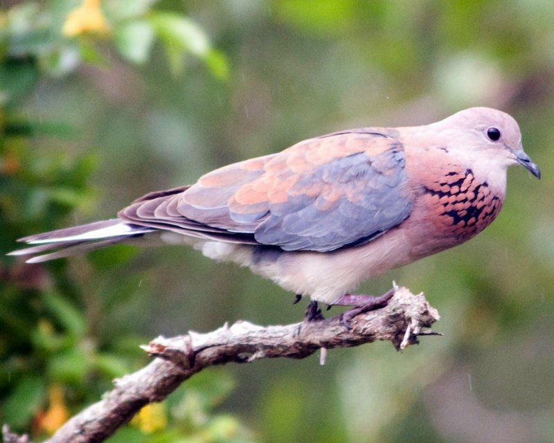 Laughing dove