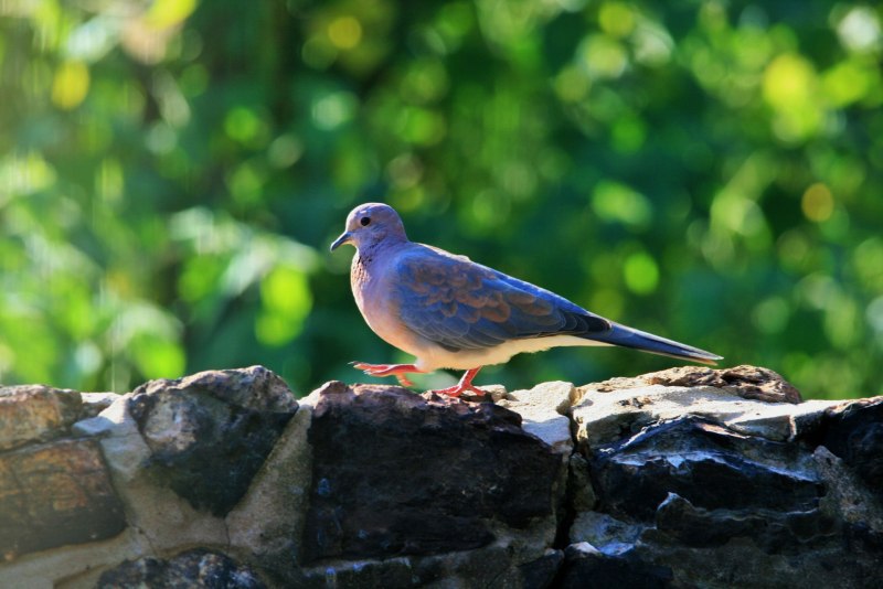 Малая Горлица Streptopelia senegalensis