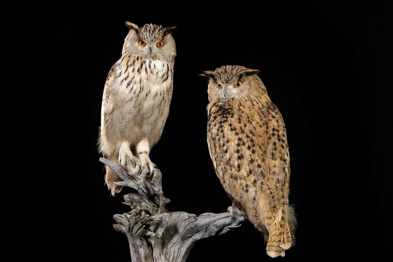 Филин обыкновенный (Bubo Bubo)