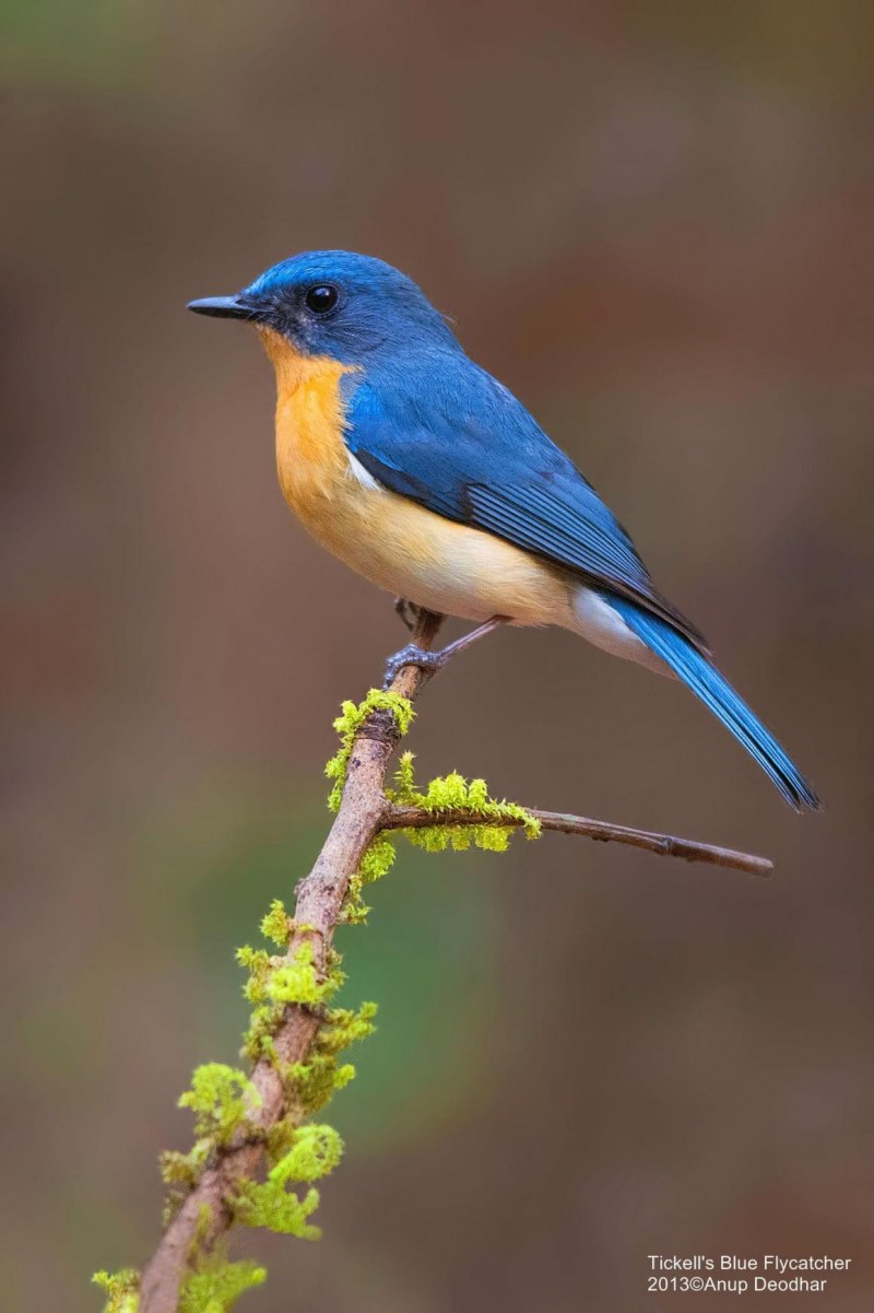 Rufous bellied Niltava