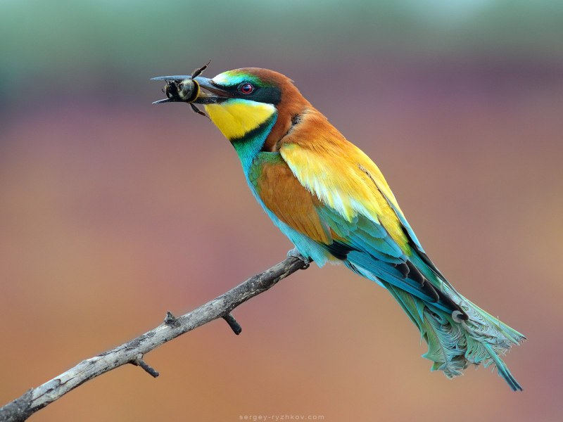 Machlolophus Holsti