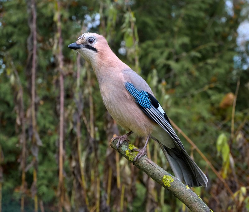 Синяя Ванга Cyanolanius madagascarinus