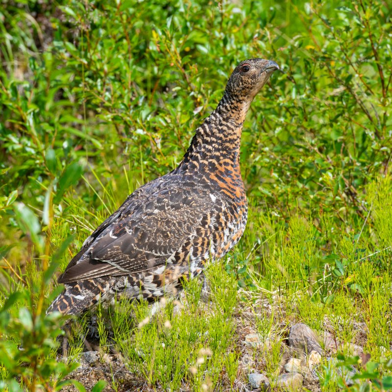 Чернобрюхий Глухарь Tetrao urogallus Major
