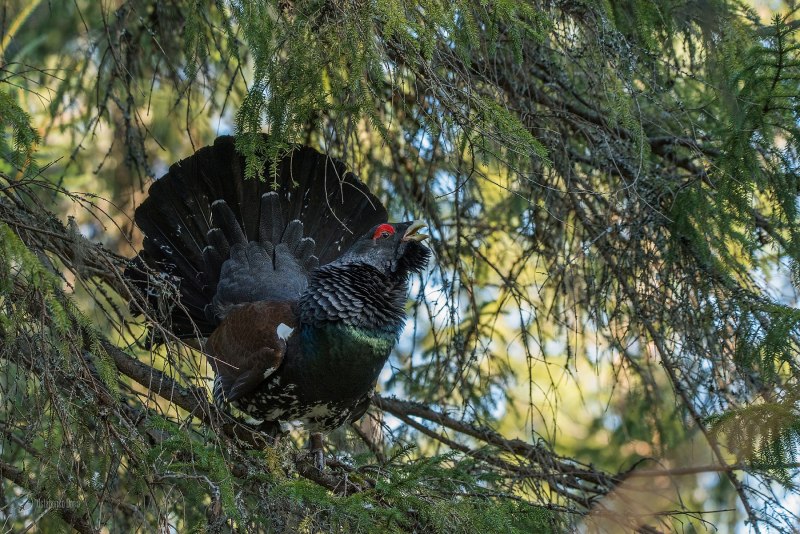 Глухарь (Tetrao urogallus)