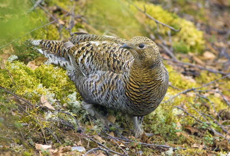 Tetrao urogallus