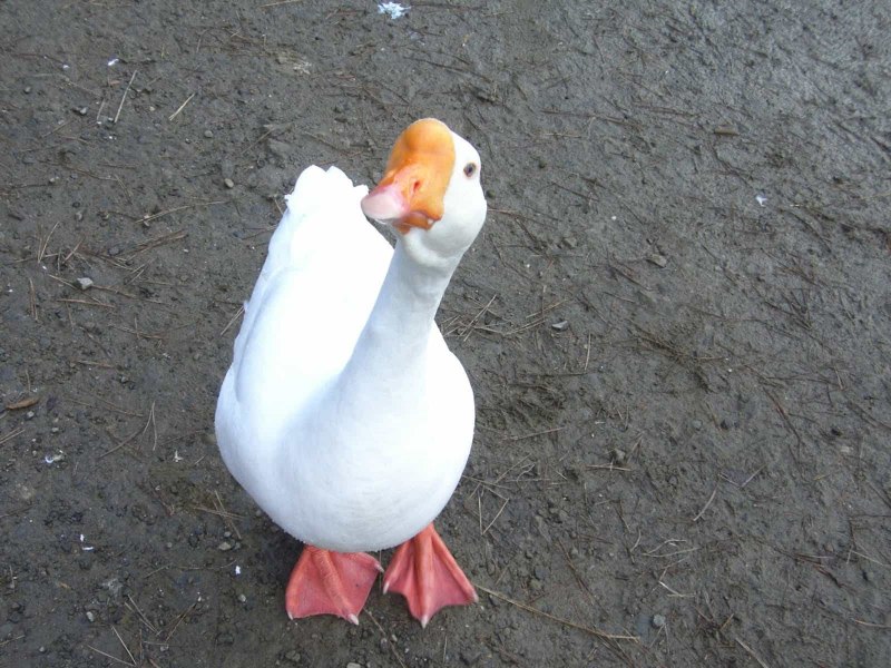 Зубы гуся