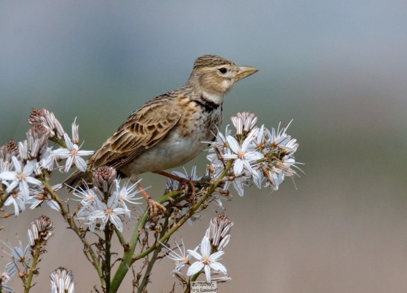 Anthus Campestris
