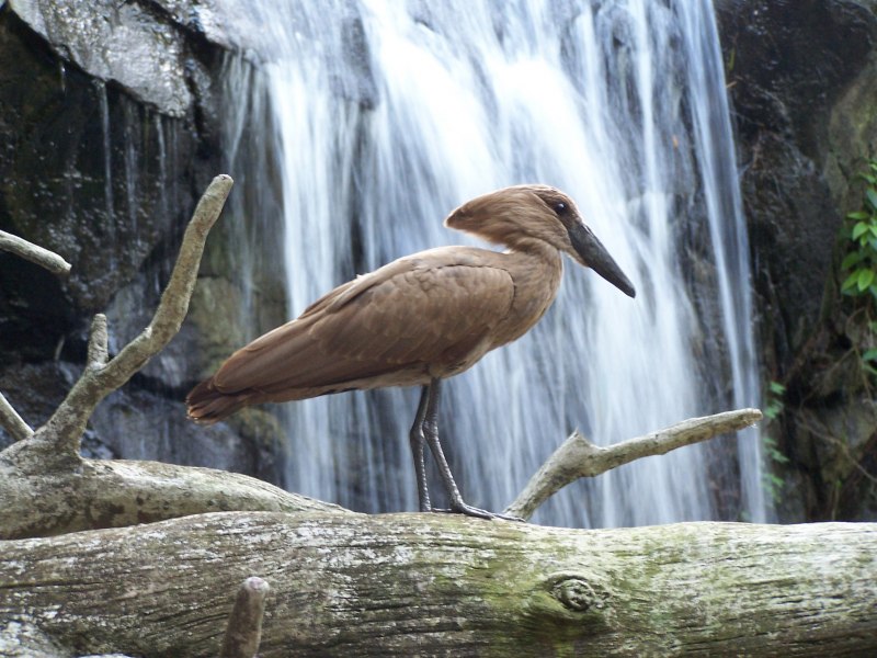 Водопад Niagara