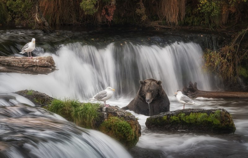 Фото водопад с птицами