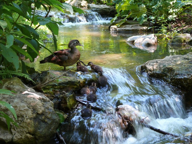 Журчащая вода
