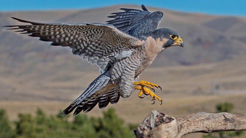 Сапсан Falco peregrinus