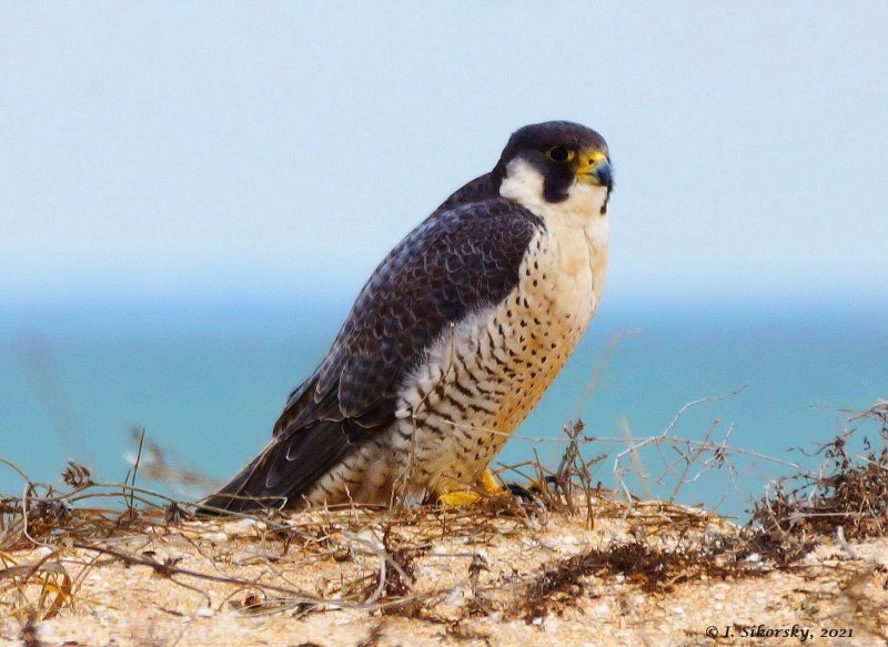 Falco peregrinus