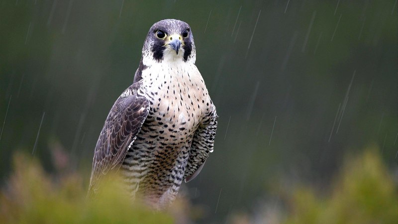 Falco peregrinus Tunstall Сапсан