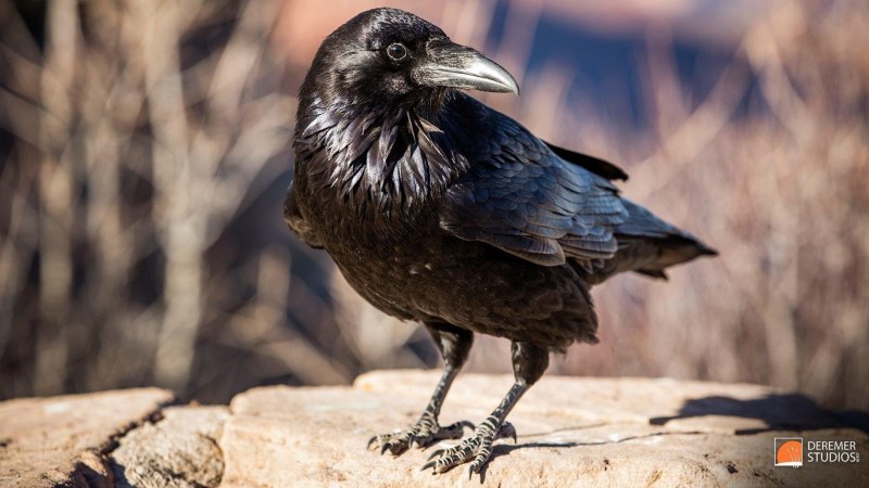 Ворон Raven