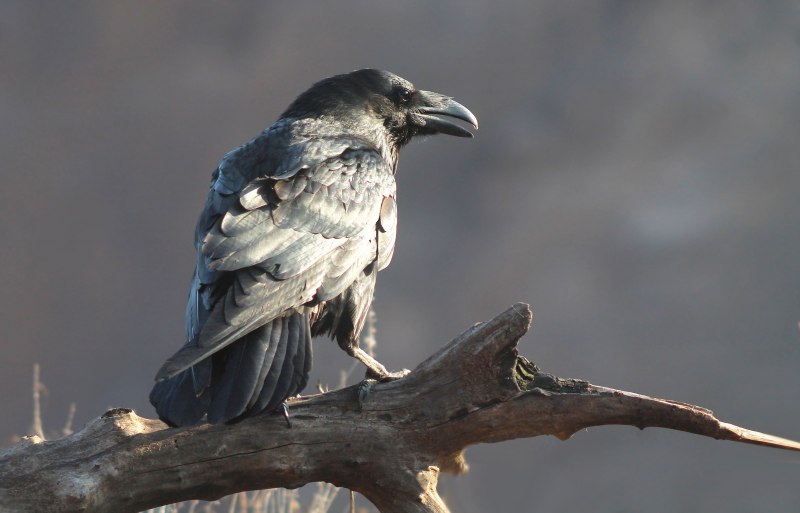 Corvus Corax птица ворон