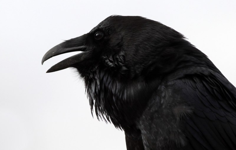 Quoth the Raven