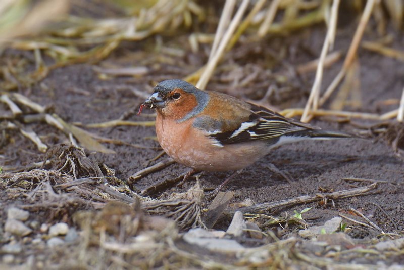 Зяблик (fringilla COELEBS)