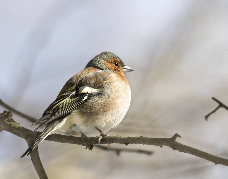 Common Chaffinch