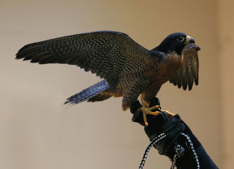Кобчик - Falco vespertinus (Linnaeus, 1766)