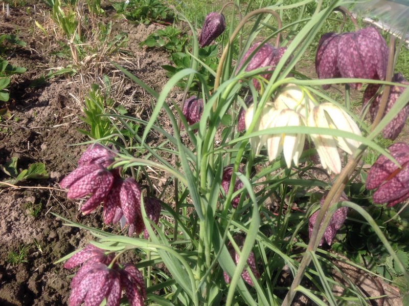 Fritillaria Graeca SSP. Thessala рябчик греческий Фессалийский