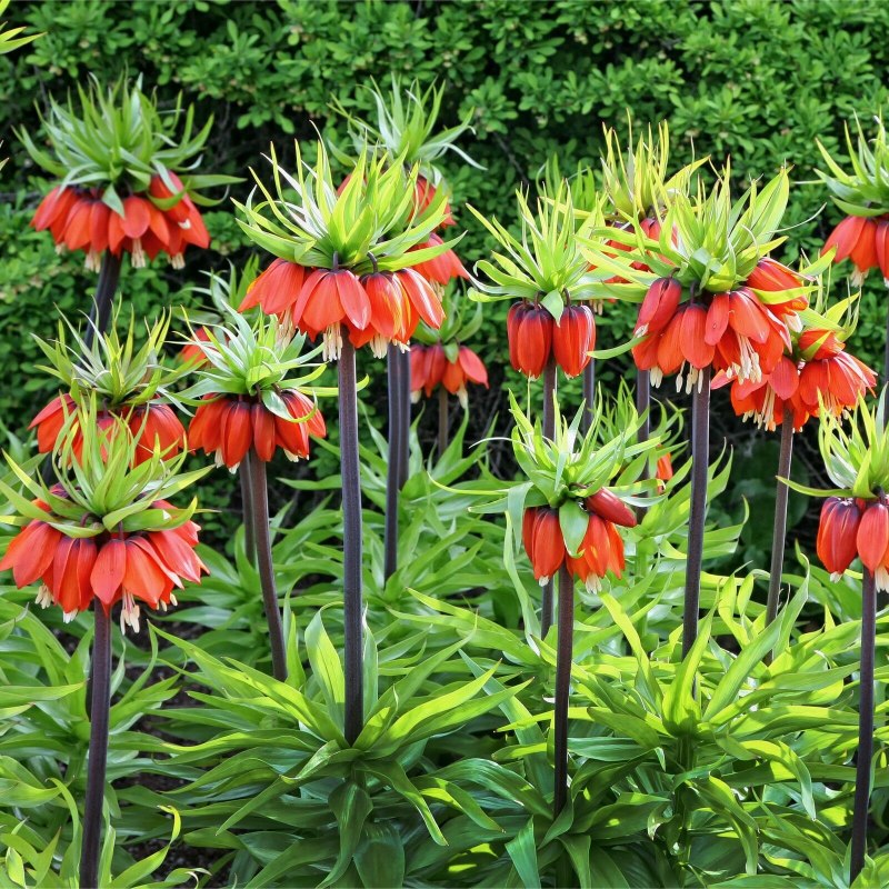 Fritillaria pallidiflora