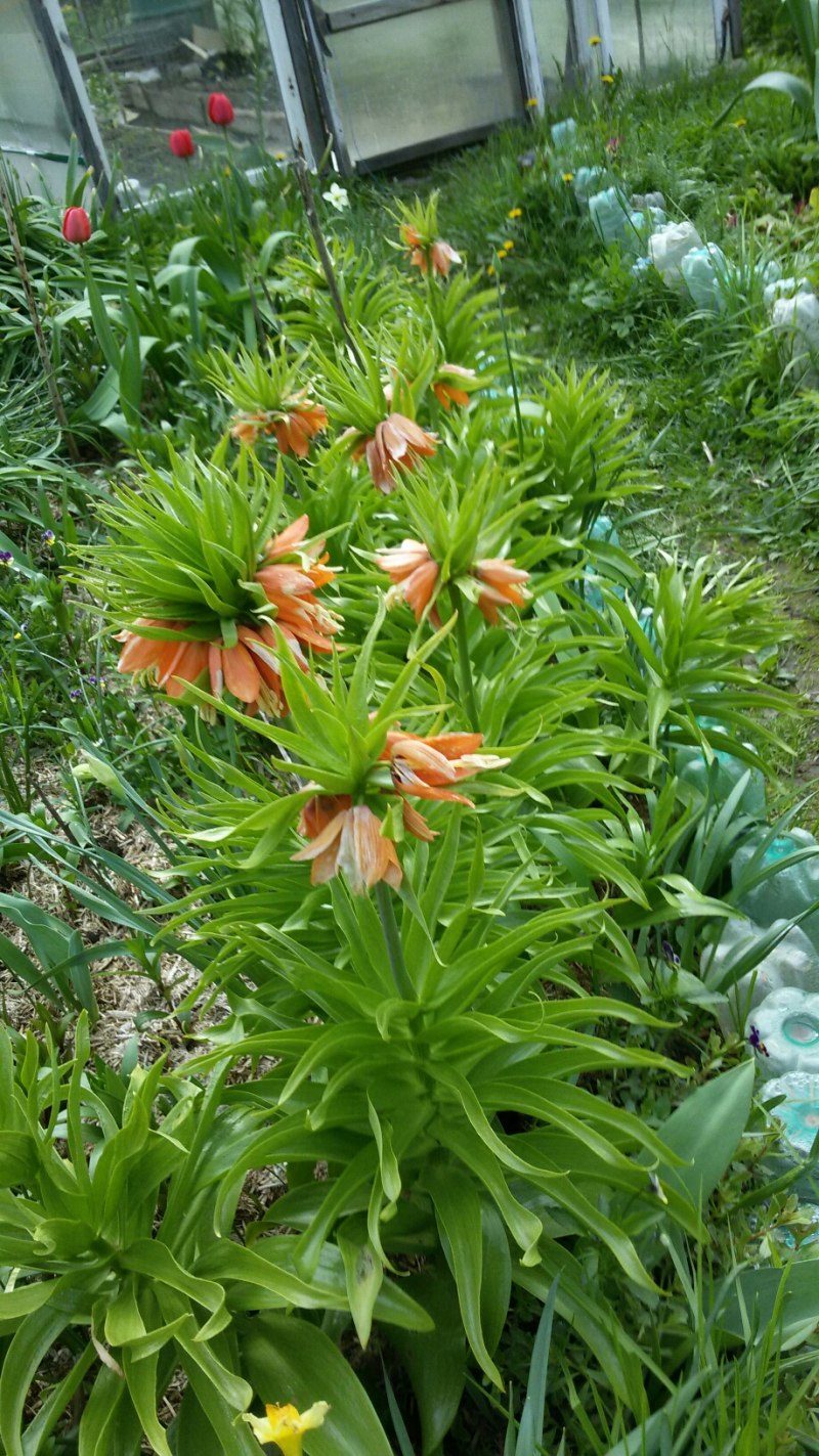 Рябчик (Fritillaria) species bucharica giant