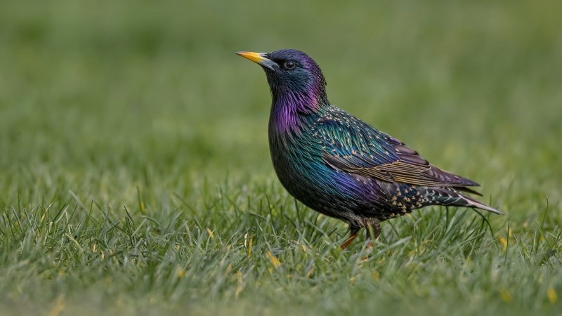 Starling Hannah