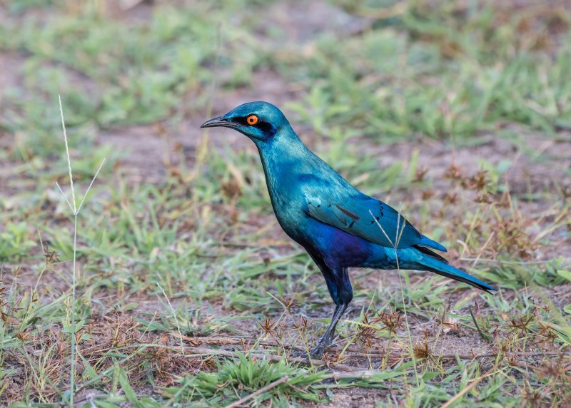 Lamprotornis chalybaeus