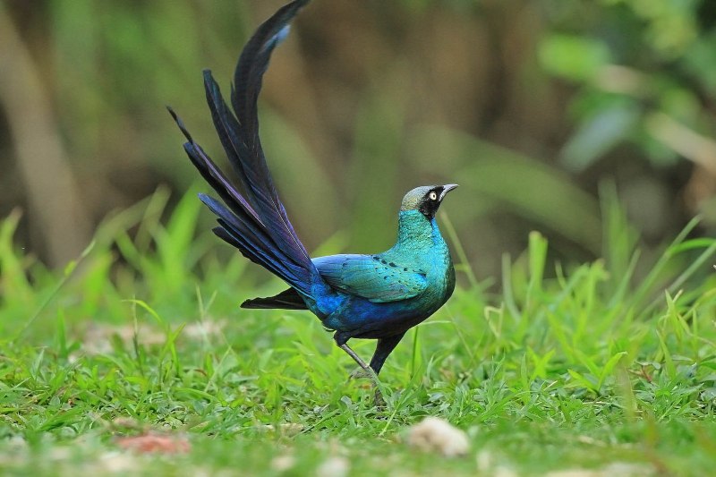 Lamprotornis purpuropterus