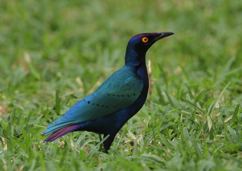 Lamprotornis purpureus