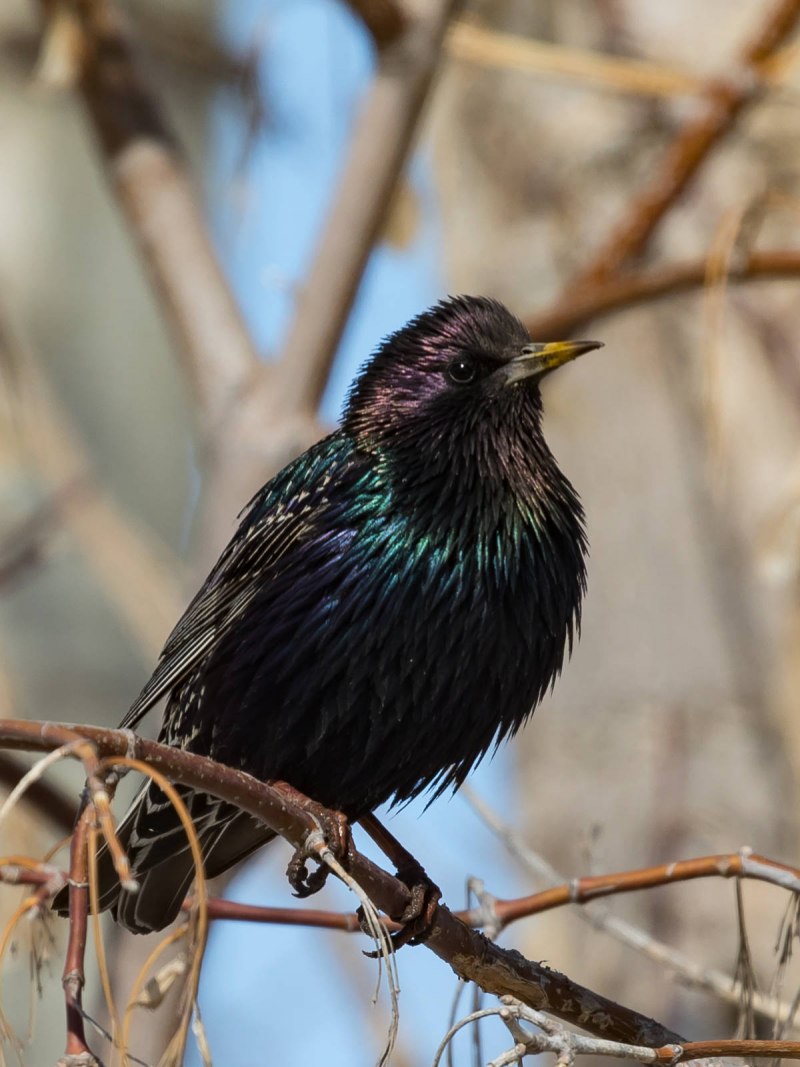 Lamprotornis Nitens