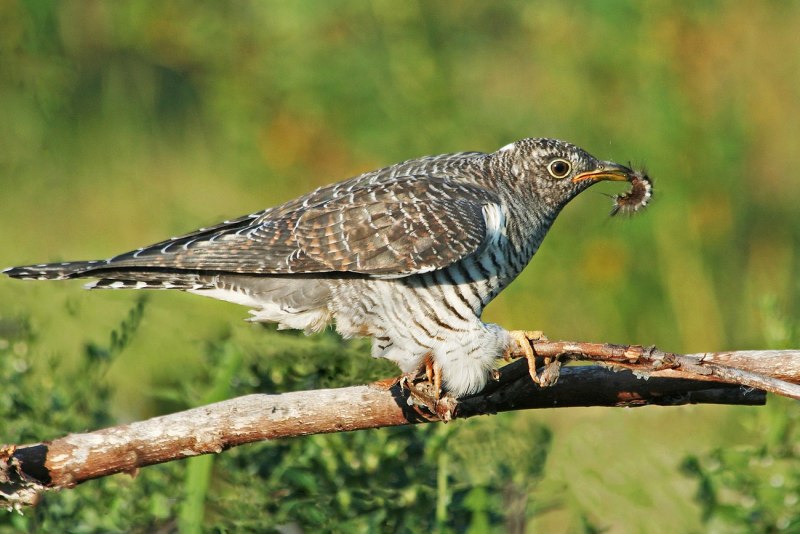 Дрозд-рябинник (turdus pilaris)